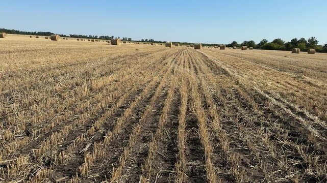 Wide agricultural field after harvest with rows of cut wheat and hay bales. 
Open rural landscape under bright blue sky. 
Clean geometric lines and dry textures dominate the scene, Ideal for farming