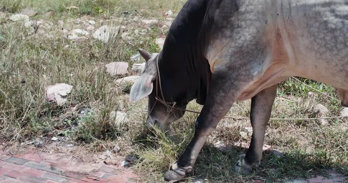 Close up of a tethered dark cow grazing in a rocky field littered with trash.