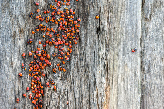 Dense cluster of vibrant red firebugs positioned along vertical grain of old weathered timber