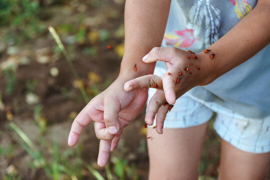 Child palms holding several firebugs during backyard science session, careful fingers and daylight macro view, learning posture suggests early entomology hobby