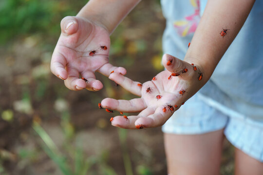 Child hands covered in red firebugs showing playful discovery of insects on palms during summer garden exploration, sunlit grass background, soft dirt stains