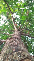 Fototapeta premium A tall, upright water apple tree (syzygium aqueum) with a blurry background