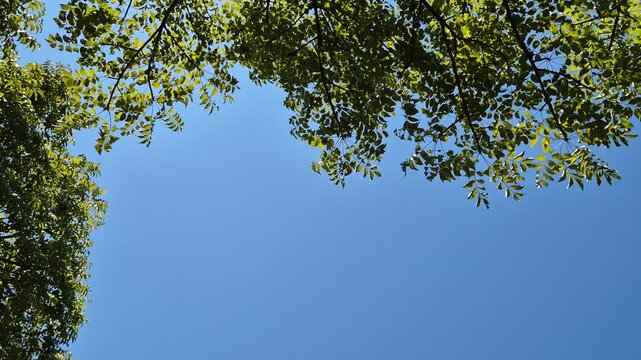 Lush green tree branches and leaves against a clear, cloudless blue sky background.