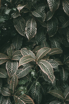 green leaves background