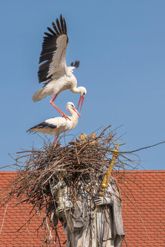 Two white storks are building a nest on the historic Marian column in the old town of Freising