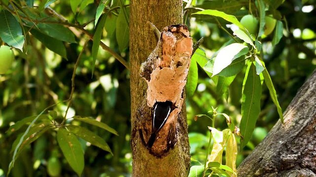 Two Indian black & white Robin birds couple caught and held insects foods or, kill in the beaks and entering its nest through a hole in a tree trunk to feed it's new born chicks in nature.