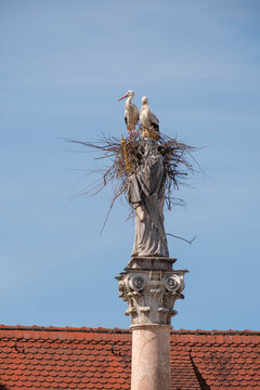 Two white storks are building a nest on the historic Marian column in the old town of Freising