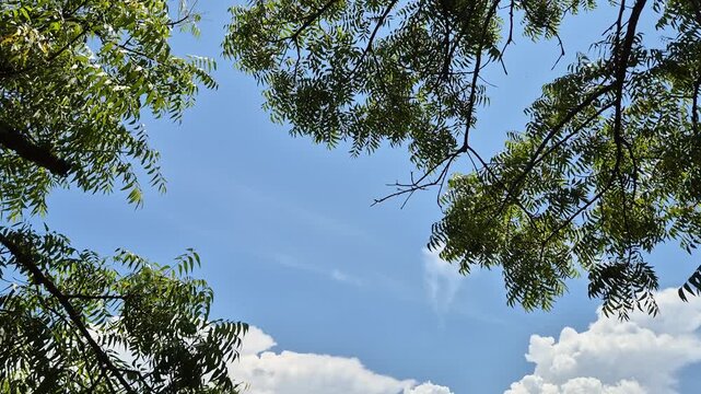Branches and leaves of a neem tree with a bright blue sky and white clouds background