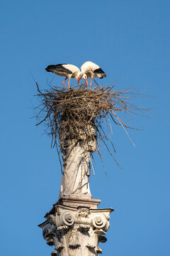 Two white storks are building a nest on the historic Marian column in the old town of Freising