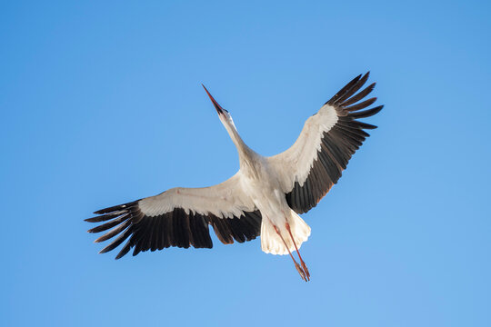 Two white storks are building a nest on the historic Marian column in the old town of Freising