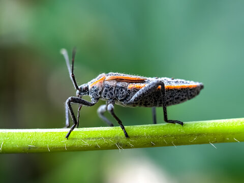 Close up of bug perched on leaves, assassin bug (Reduviidae)