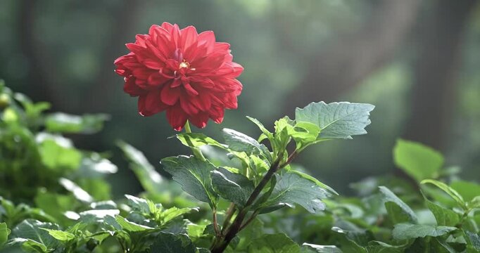 This stunning stock video showcases a vibrant red flower, likely a dahlia, bathed in soft, natural light, standing out against a lush green, softly blurred background. The intricate details of its num