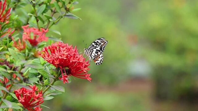 Lime butterfly resting and feeding on red flowers in a garden, soft green bokeh background, peaceful nature scene in slow motion with copy space