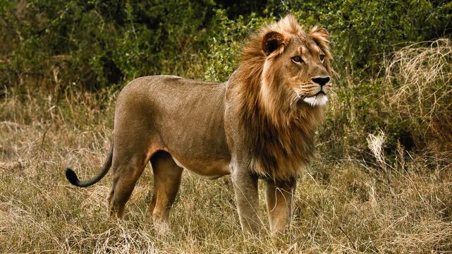 Lion Hunting Behavior in Savanna Grassland