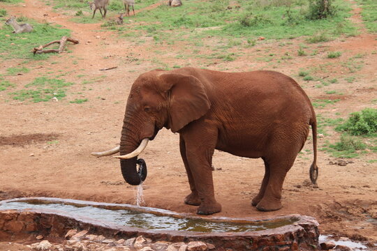 2026-02-27 Kenia Taita Hills Wildlife Sanctuary