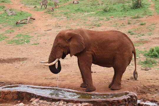 2026-02-27 Kenia Taita Hills Wildlife Sanctuary