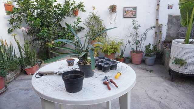 casa, decoraciones, flor, muro, huerta, naturaleza, &aacute;rbol, florero, jardiner&iacute;a, patio