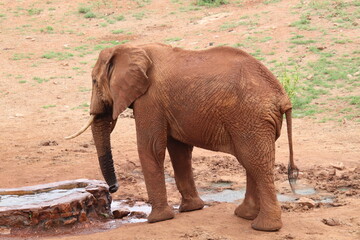 Fototapeta premium 2026-02-27 Kenia Taita Hills Wildlife Sanctuary