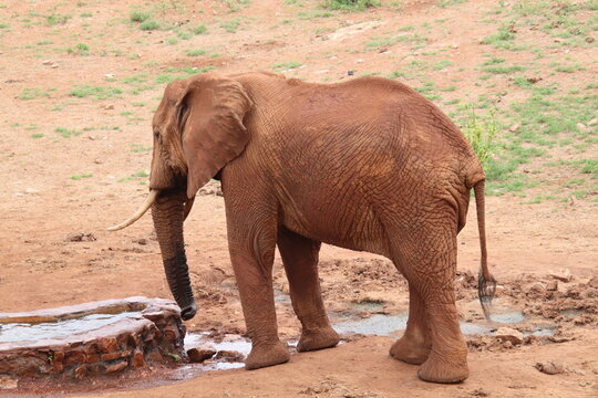 2026-02-27 Kenia Taita Hills Wildlife Sanctuary