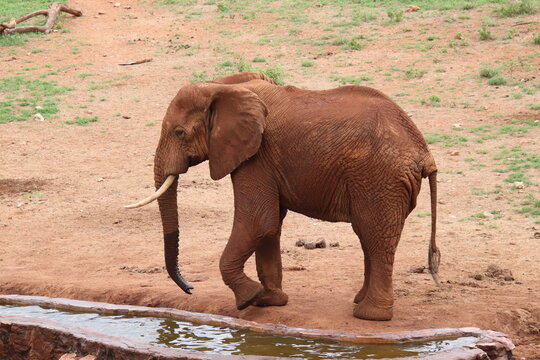 2026-02-27 Kenia Taita Hills Wildlife Sanctuary