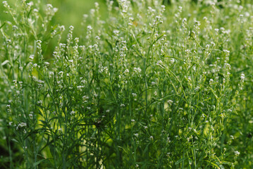 Obraz premium Blooming micro-greenery in a garden bed. Close-up.