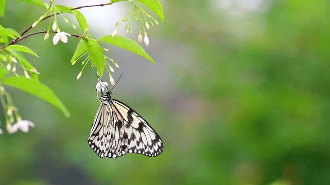 Rice paper butterfly hanging upside down on small white wildflowers feeding on nectar, soft green bokeh background, delicate and peaceful nature scene in slow motion with copy space