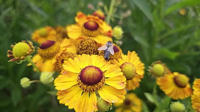 Honey bee on bright yellow helenium autumnale flowers