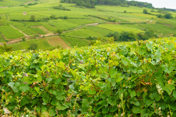 Fototapeta premium Green vineyards. Pommard wine region, Bourgogne-Franche-Comte in France. Route des Grands Crus.