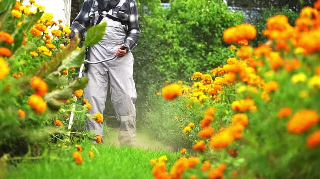 Man mows lawn with buzzing trimmer. Bright orange marigolds surround freshly cut grass. Greenery frames the scene with vibrant colors. Dust rises as blades slice through grass