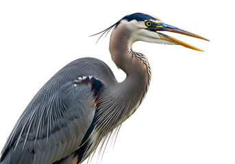 Fototapeta premium Close-up portrait of a Great Blue Heron with its beak open, isolated on a clean white background. Ideal for nature, wildlife, and educational content.