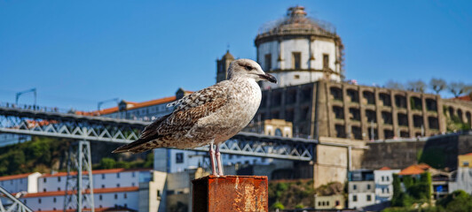 Fototapeta premium Crucero de los seis puentes y barcos rabelos en el río Duero con vistas a la Ribeira, Oporto, Portugal