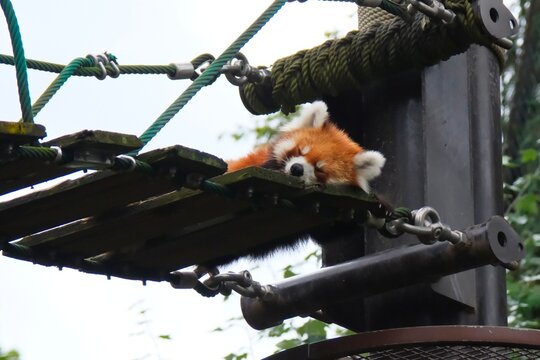 Adorable red panda sleeping peacefully on a wooden bridge structure