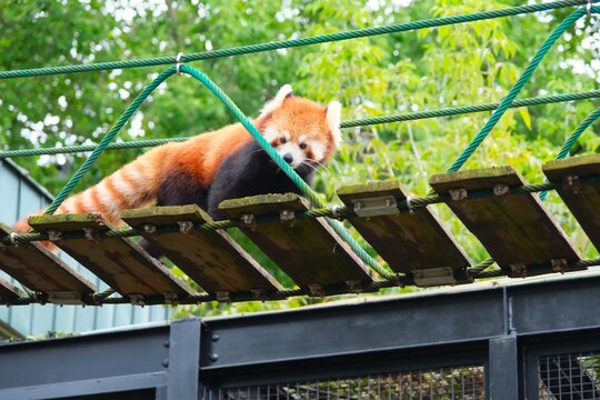 Adorable red panda on a rope bridge in lush green habitat.