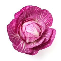 Fototapeta premium Cabbage vegetable plant food.