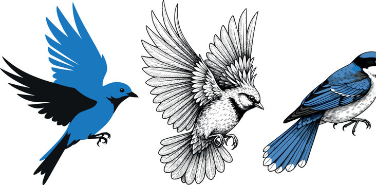 Blue jay bird illustration set with flying and perched poses, detailed hand drawn and stylized avian collection