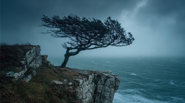 bent. Solitary tree on cliff edge during a fierce storm. travel magazines, destination branding, wall prints, designed for travel destination branding, used by chefs, elevates destination branding.