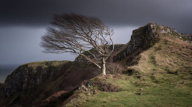 bent. Solitary tree on cliff edge during a fierce storm. travel magazines, destination branding, wall prints, designed for travel destination branding, used by chefs, elevates destination branding.