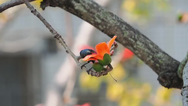 Asian Glossy Starling Feeding on Flower and Flying Away