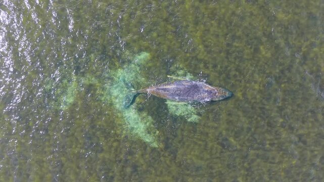 wal, wismar, wal in wismar, wismarer bucht, wal hope, wal timmi, fisch, big