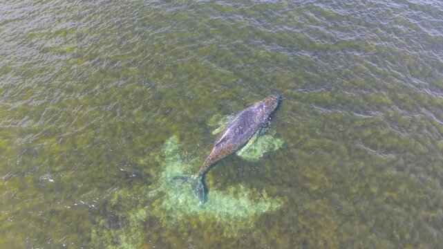 wal, wismar, wal in wismar, wismarer bucht, wal hope, wal timmi, fisch, big