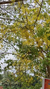vishu flower- konna- blossom-yellow