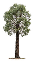 Fototapeta premium Stately green tree with abundant, lush foliage and strong trunk, isolated on a pure white background