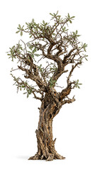 Fototapeta premium Ancient Gnarly Tree with Textured Bark and Lush Green Leaves