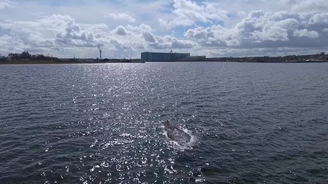 wal, wismar, wal in wismar, wismarer bucht, wal hope, wal timmi, fisch, big