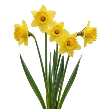 Four vibrant yellow daffodils with ruffled petals and slender green stems standing upright against a transparent background, capturing a fresh spring renewal mood