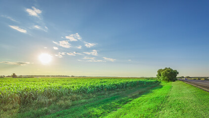 Sunlight bathes vast green fields under a clear blue sky © Sergei