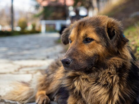 Cute portrait of street dog in Dilijan City Park, Tavush Province, Armenia