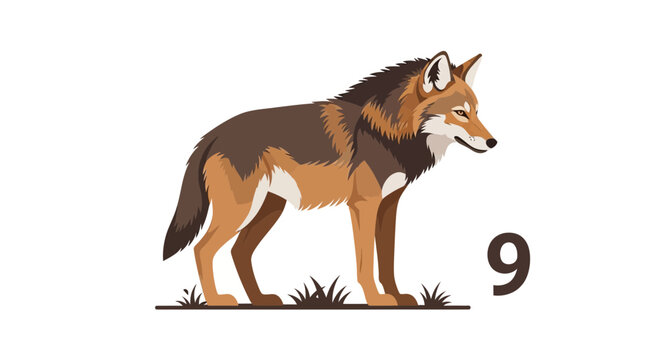Stylized Coyote Standing on Grass, Vector Illustration