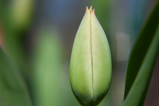 Tulip flower, early undeveloped flower bud, beginning of spring.
