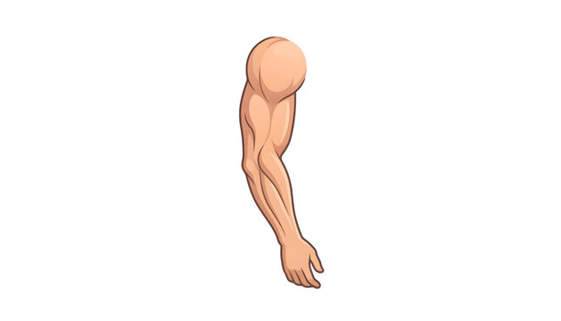 muscular human arm showing biceps and triceps vector illustration on transparent background